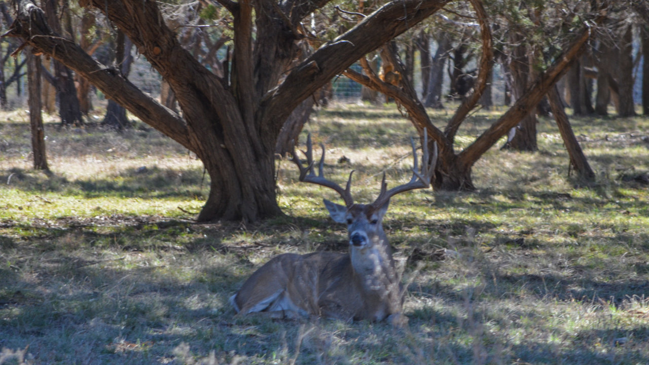 FM 1715, Lampasas, TX, 76550 Scene 4