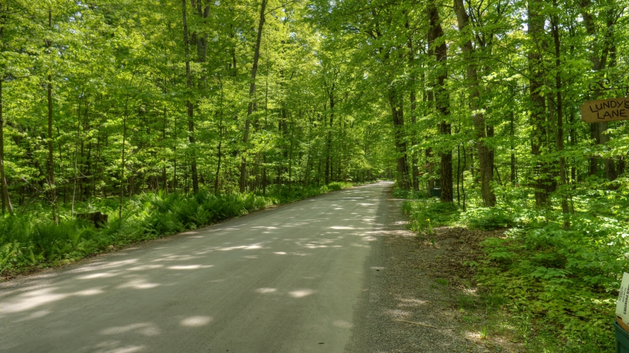 Tree lined street